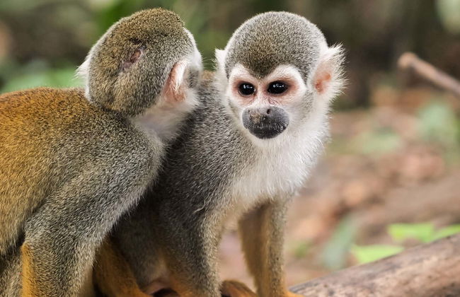 Monkey Island Amazon Adventure - Photo 6