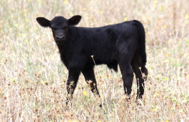 Old Bara Guesthouse - Photo 9