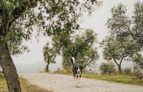 Acushla Golden House Douro - Foto 45