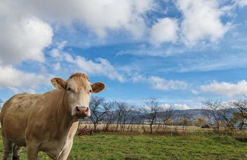 BAJKA-Domek na wsi - Foto 39