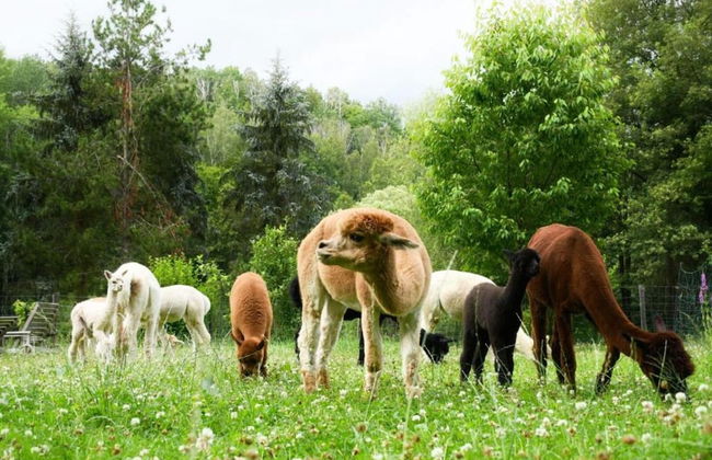 Holiday Home in Lichtenau With Garden Bliss - Foto 38