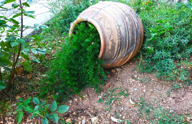 Flower Houses - Foto 33