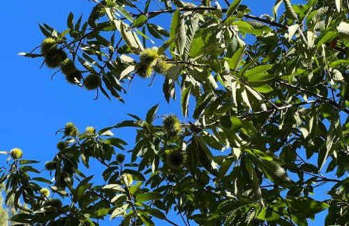 Mentha Nature Space Jabugo - Foto 26