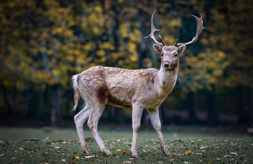 Serpins Estação Al - Foto 7