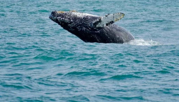 Porto Seguro Whale Watching - Foto 3