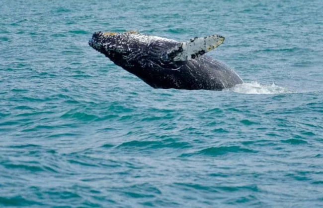 Observation de baleines à Porto Seguro - Photo 3