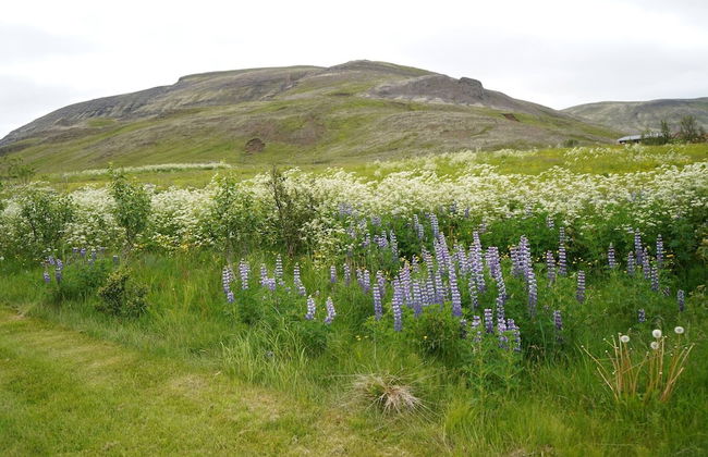 Hólakot Cabin In Golden Circle - Foto 49
