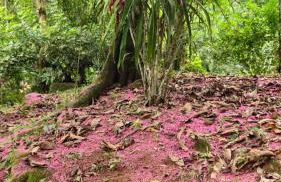 Sítio do Sossego - Foto 28