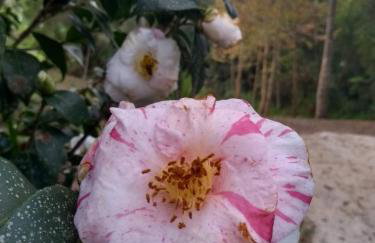 Aldeia Pé da Serra Cabana Natureza - Foto 19