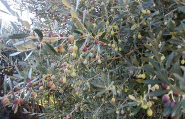 Villa Les oliviers - Foto 49