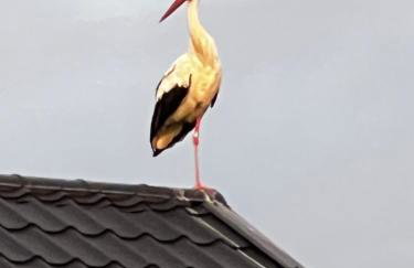 Apartament Nadziei - Foto 15