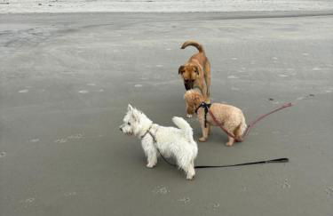 COFFEE on THE BEACH WINE on THE MARSH DOCK - Foto 13