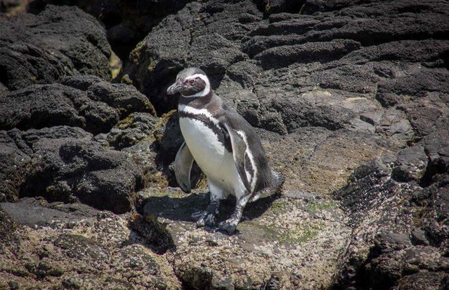 Isla de Chiloé: Chacao, Ancud y pingüinos de Puñihuil - Foto 2