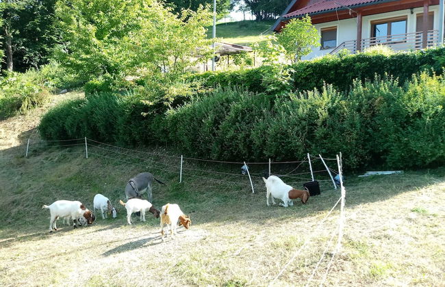 Valley View Holiday Home Mrak With Sauna - Foto 58