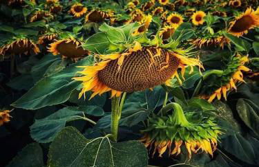 "CASA ROSI" Tel trequattrozero trentatre tredici seiquattrouno - Foto 22