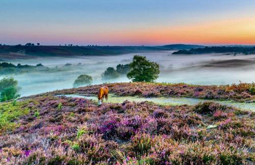 Cosy Forest Cottage Log Fire Ponies Walks - Foto 18