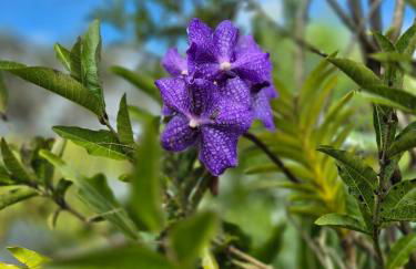Pu'uwai Place of Volcano Village - Foto 32