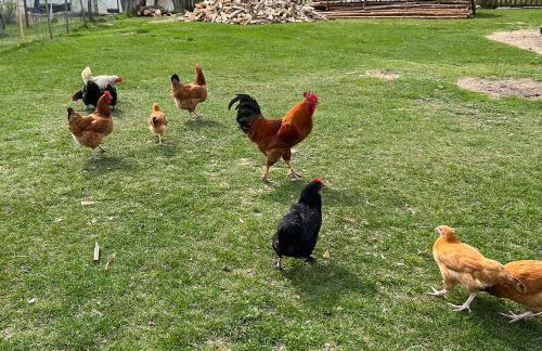 Arche Siedlisko Rogacze 72 - Foto 21