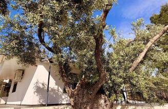 Domus Villa - Foto 28