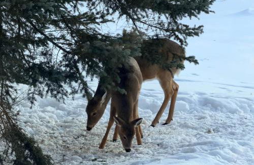 Paddler's Paradise Cabin with Direct Trail Access! - Foto 70