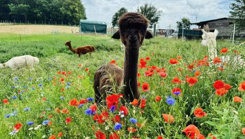TOP moderne FeWo - Alpakahof zum Himmelreich, traumhafte Lage, Terrasse mit Weitblick, kostenfreier Parkplatz, Nähe Kurklinik, optional Sauna - Foto 2, Garden, Garden view
