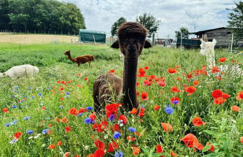 TOP moderne FeWo - Alpakahof zum Himmelreich, traumhafte Lage, Terrasse mit Weitblick, kostenfreier Parkplatz, Nähe Kurklinik, optional Sauna - Foto 2