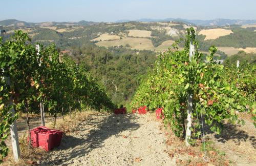 Podere Riosto Cantina&Agriturismo - Foto 42