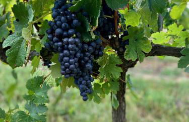 L'Eperonnette, cozy house with swimming pool, surrounded by vineyard, near St Emilion - Foto 48