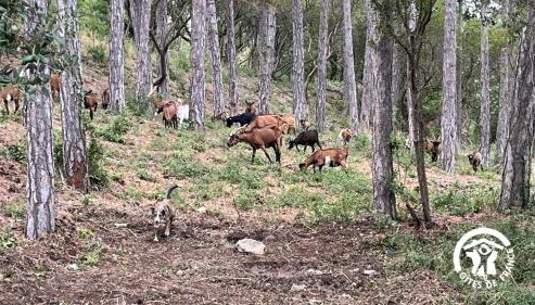 Chateau st-auriol - la bergerie - Foto 4