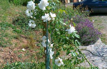 L' Amabile Geko - Foto 20