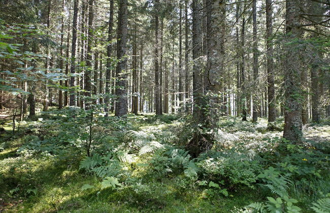 Ferienresort am Mattenweg - Foto 48