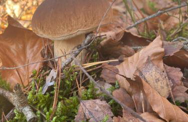 Domek Leśne Zacisze - Foto 25