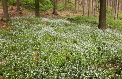 Villa Sonja - Foto 30