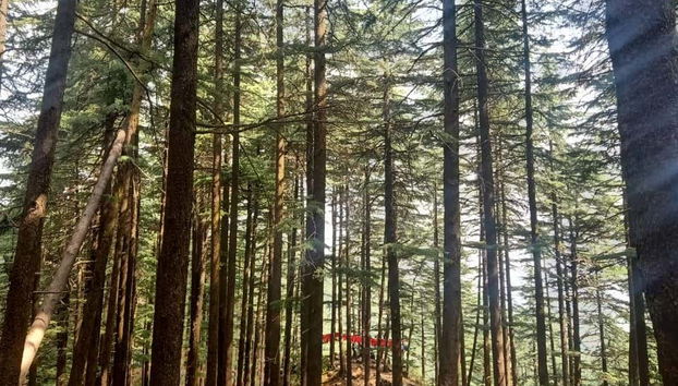 Visite guidée dans McLeod Ganj - Photo 3, Végétation de la région