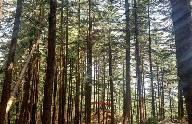 Visita guiada por McLeod Ganj - Foto 3