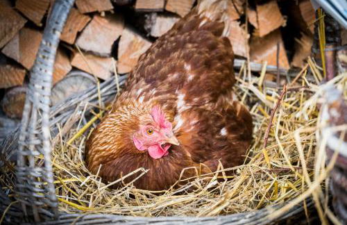 Agritur Ciasa Dò Parè - Foto 24