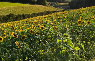 The Milking Parlour, Wolds Way Holiday Cottages, 1 bed cottage - Foto 17
