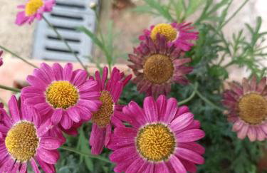 Apartman Latin 2 - Photo 10