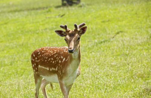 Ferienhof Weltenburg - Foto 25