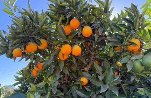 Paradise at Tree Ranch Grove - Foto 34