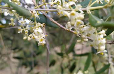 Azienda Agrituristica Il Moraiolo - Photo 14