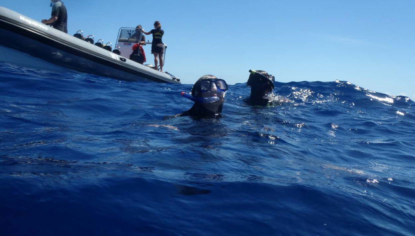 Explorando la fauna marina