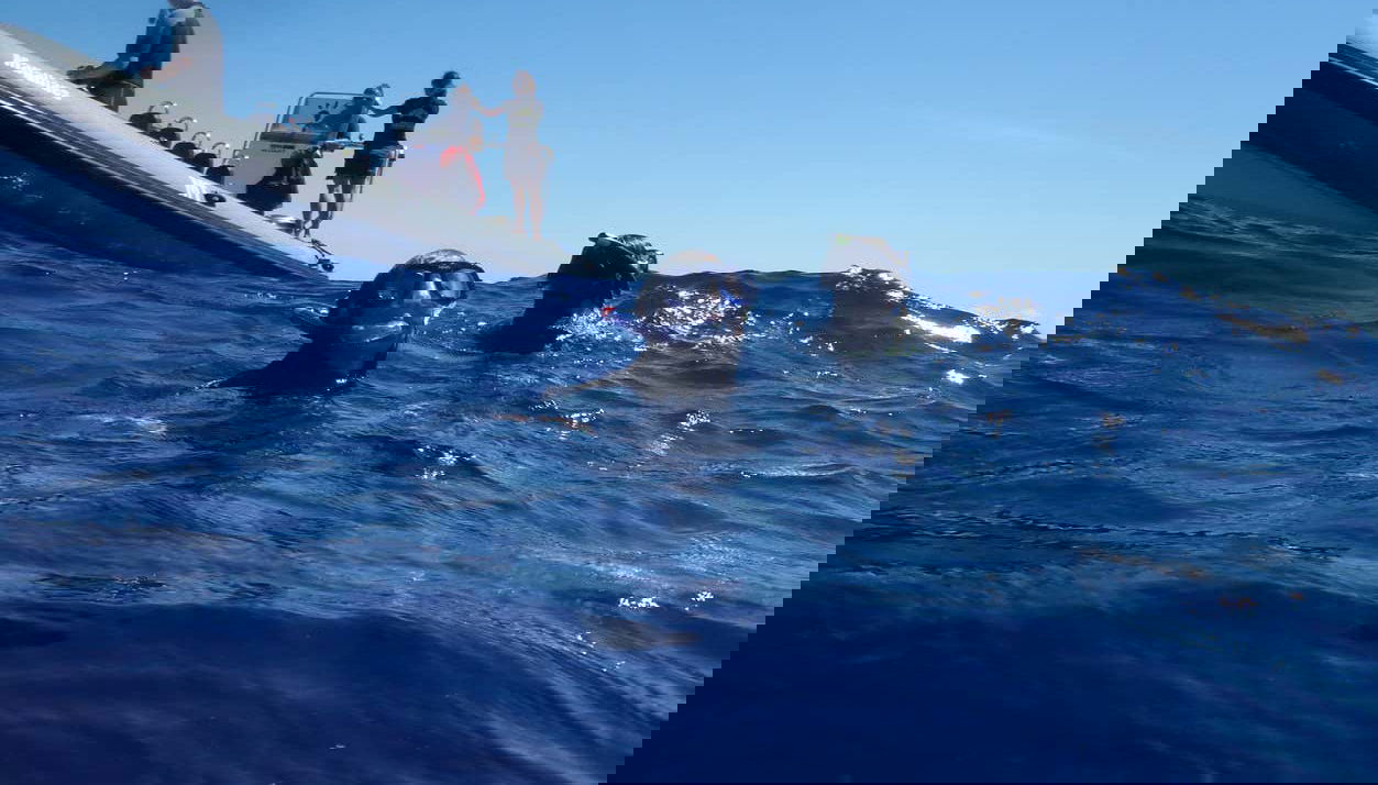 Swimming with Dolphins in Sao Miguel - Foto 1