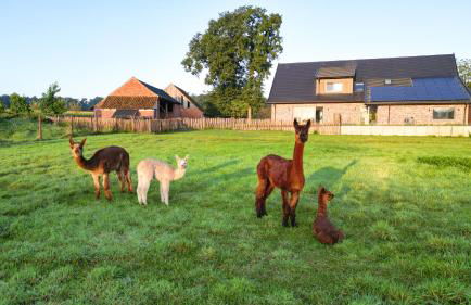 Ferienwohnung Alpakablick - inklusive Alpaka Meet & Greet an bestimmten Terminen - Foto 26