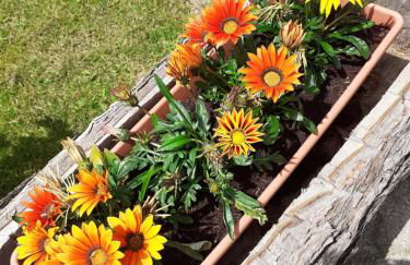 Soggiorno Vacanze Stella Alpina - Foto 35