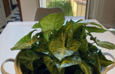 Michelangiolo Appartment - Foto 15