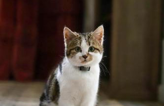 Manoir des Pavements - Photo 30