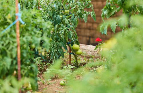 Beloc House Lopud Island - Photo 69