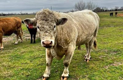 Dove Haus at the Double Diamond Ranch - Foto 13