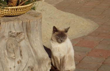 Unterpfaffstall-Hof - Foto 44